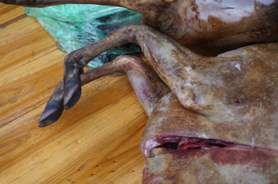 十大外围足球平台app