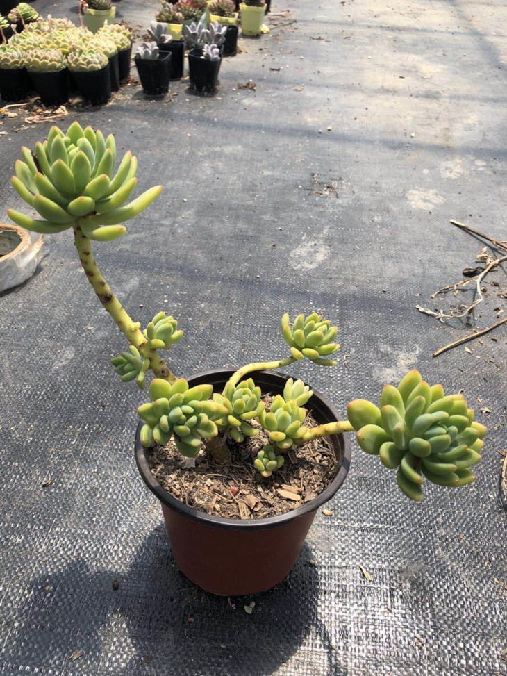 十大外围足球平台app